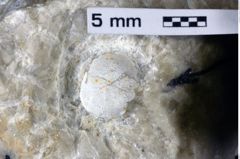 Foto (Detailansicht) von ? Cyclothyreus sp. (NHMW-GEO-1990-0041-0393)